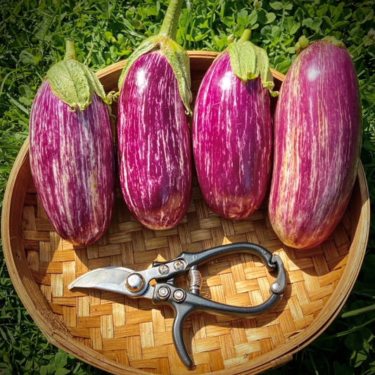 Eggplant - Listada De Gandia