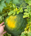 Watermelon - Royal Golden
