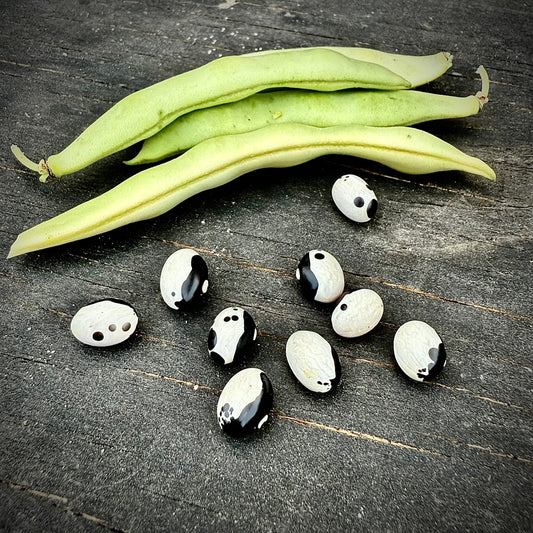 Bean - Calypso
