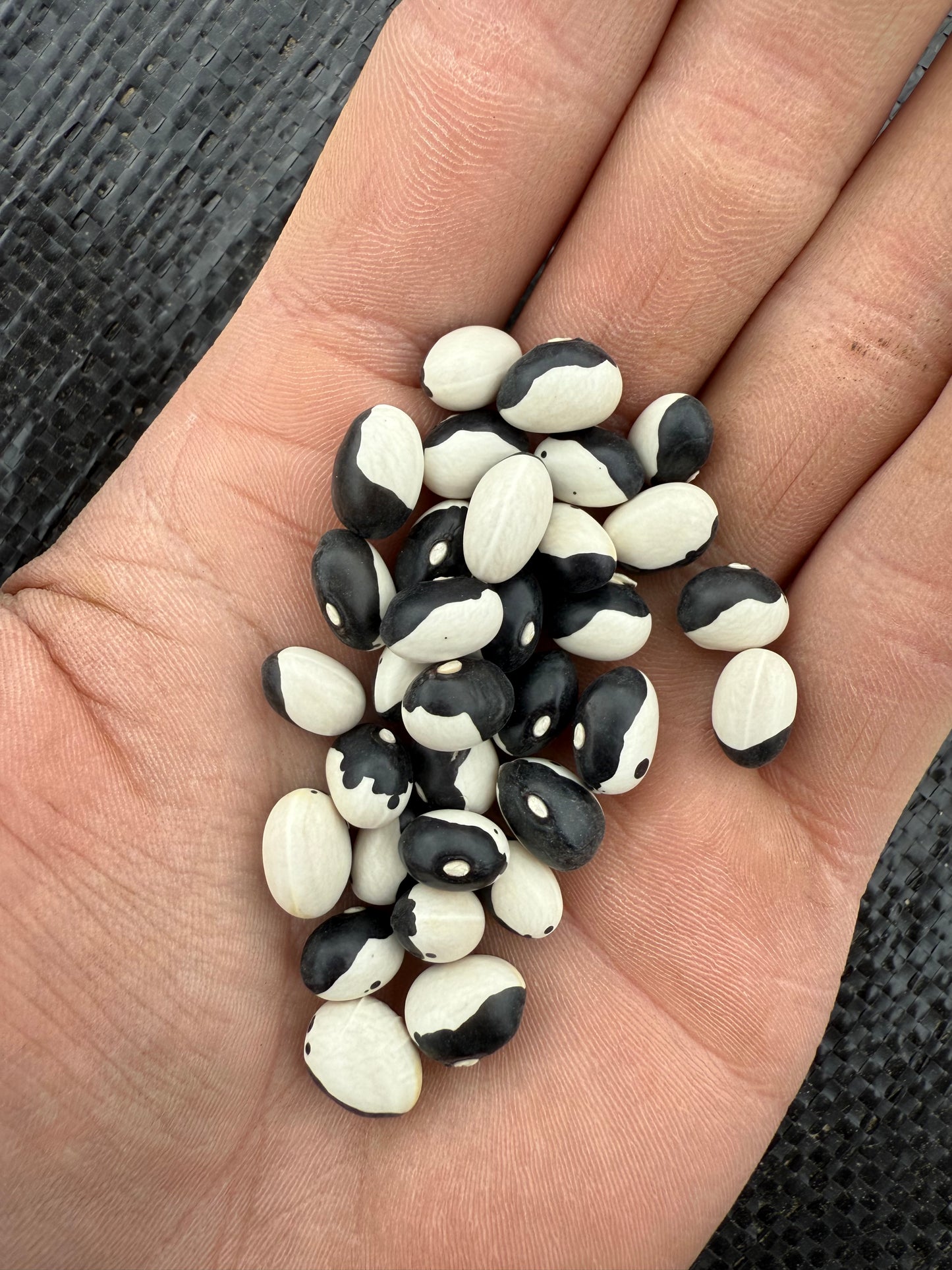 Bean - Calypso