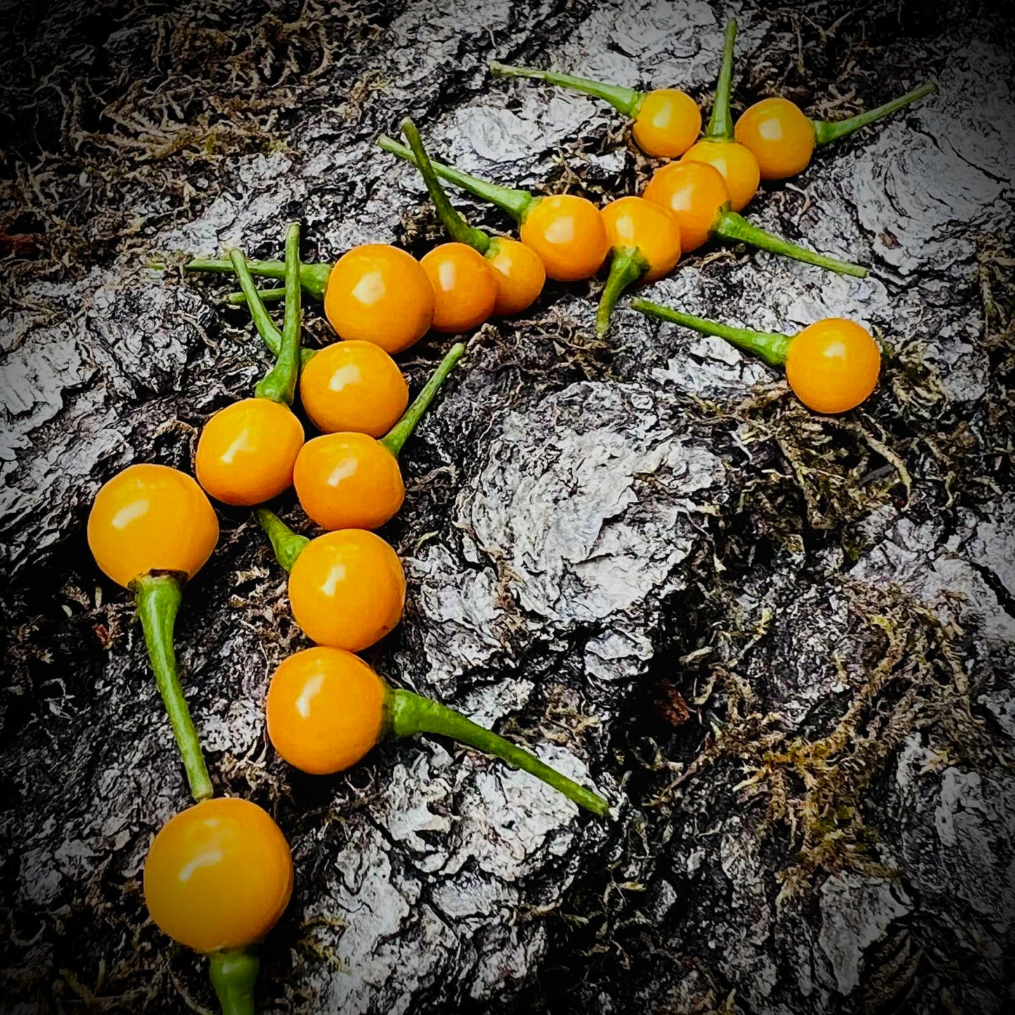 Pepper - Aji Charapita