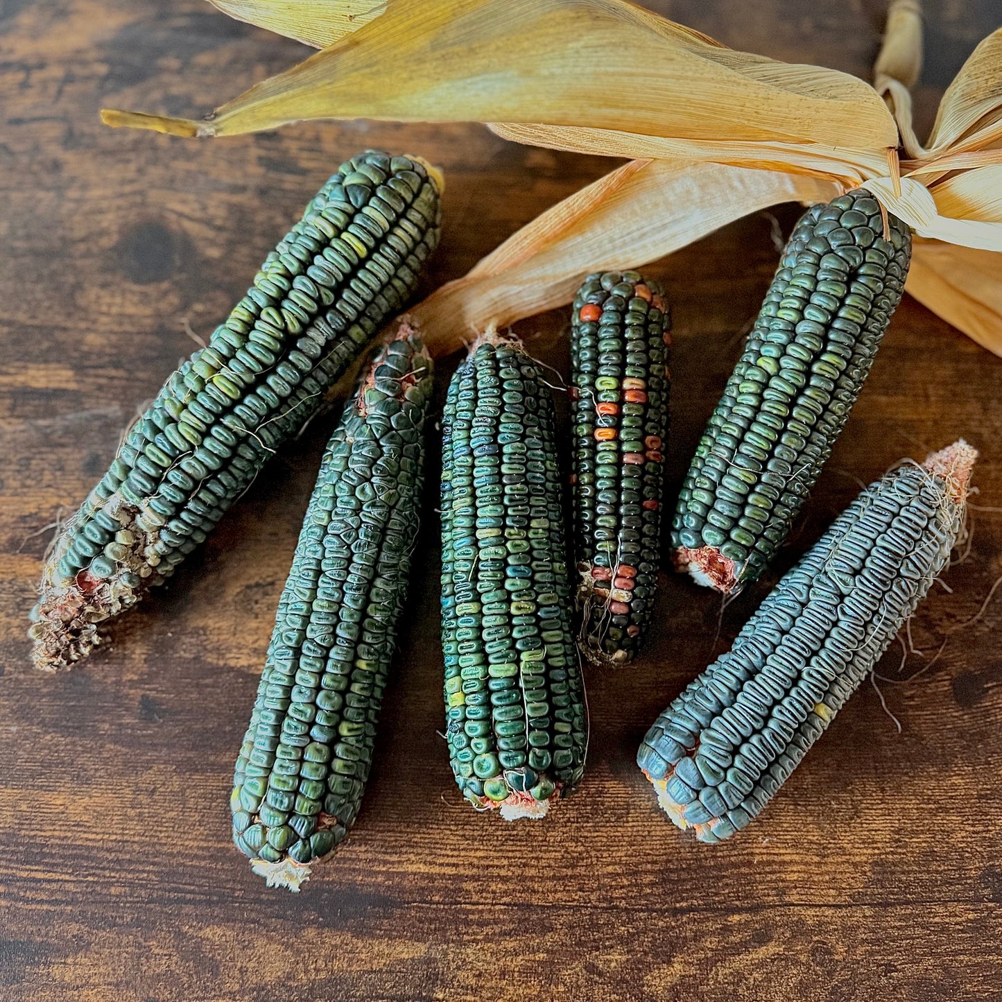 Corn - Oaxacan Green