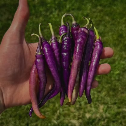 Pepper - Buena Mulata