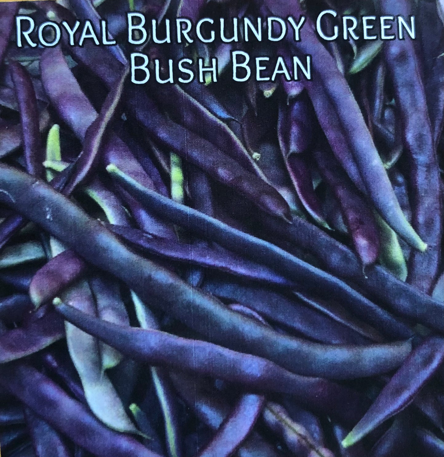 Bean - Royal Burgundy Green Bush