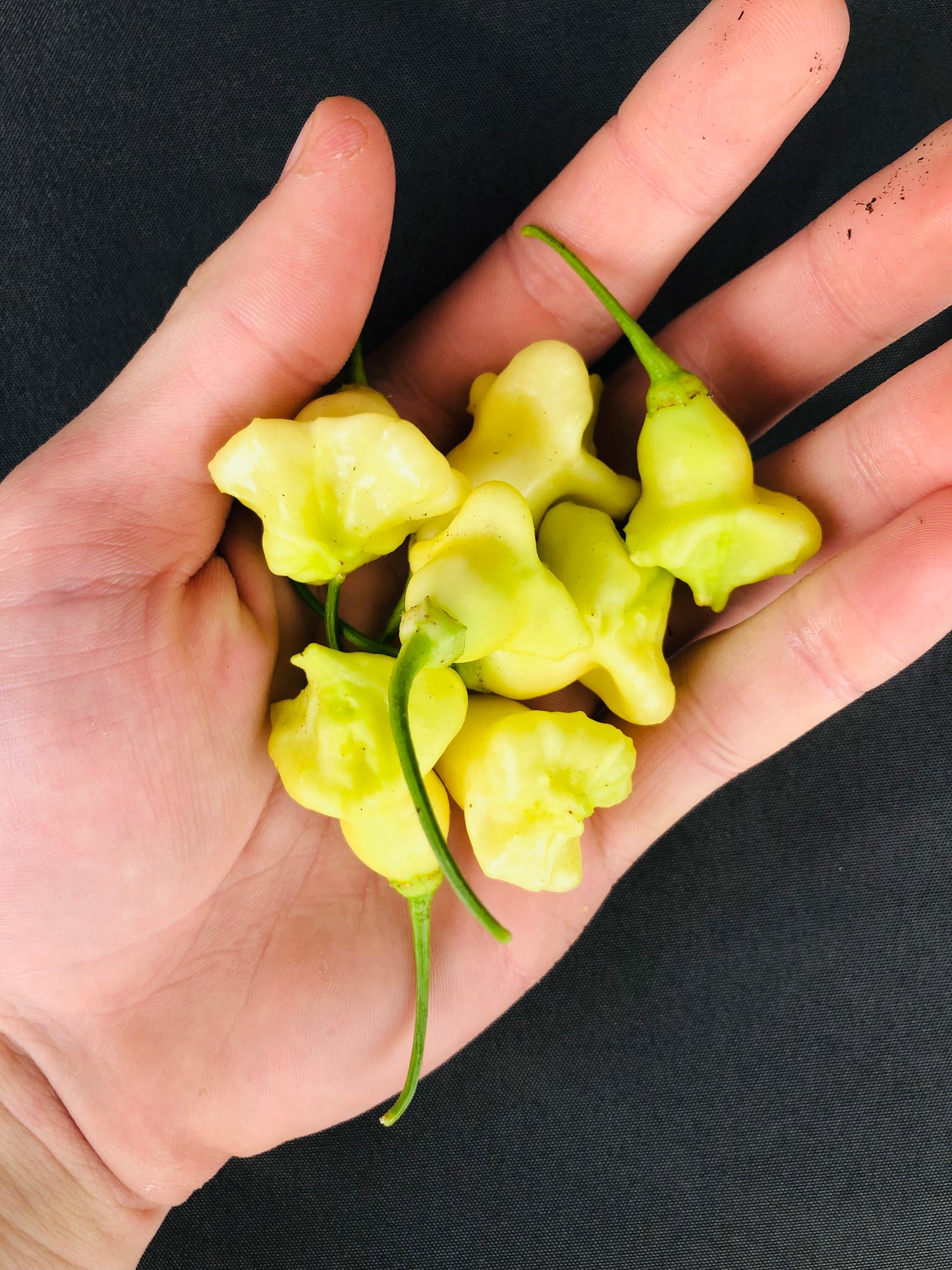 Pepper - Aji Confusion