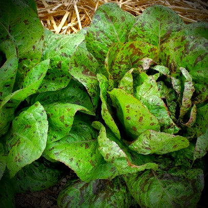Lettuce - Freckles