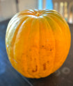 Watermelon - Royal Golden