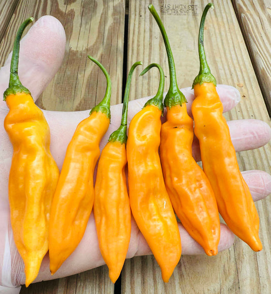 Pepper - Aji Mango