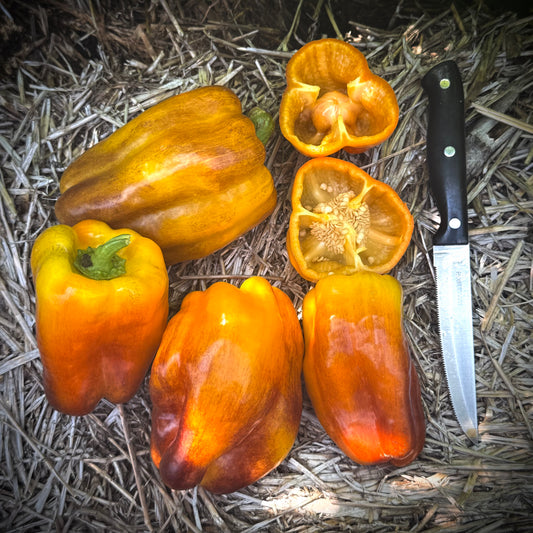 Pepper - Blot
