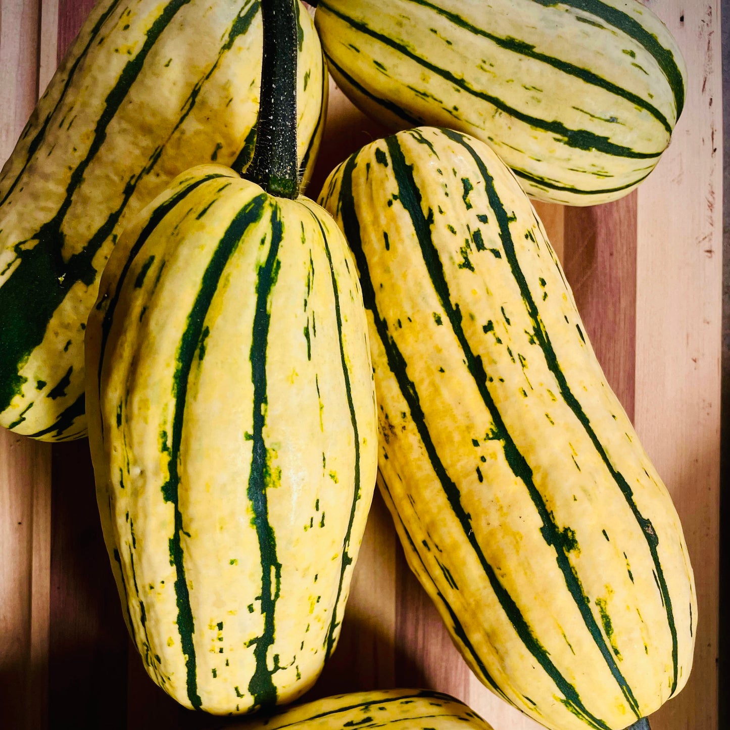 Squash - Delicata