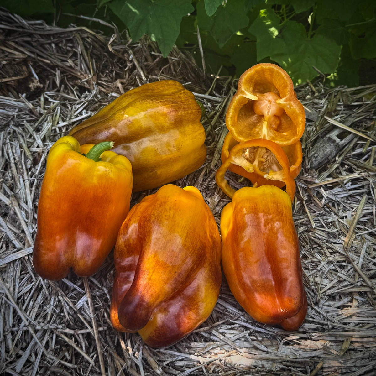 Pepper - Blot
