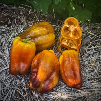 Pepper - Blot