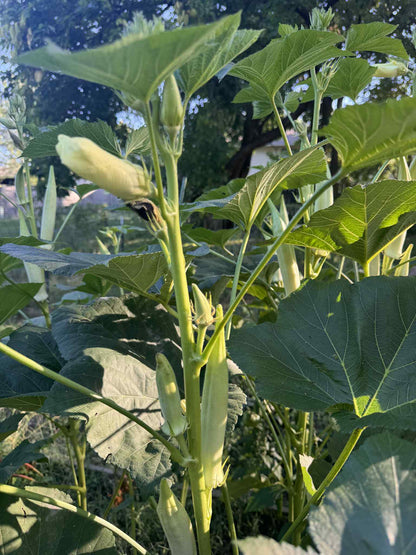 Okra - Silver Queen