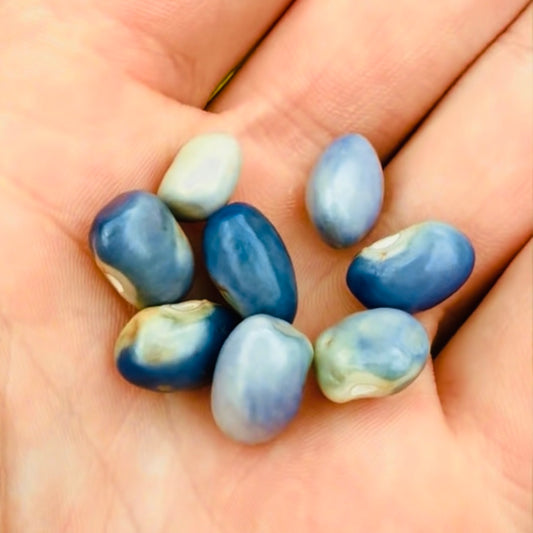 Bean - San Bernardo Blue