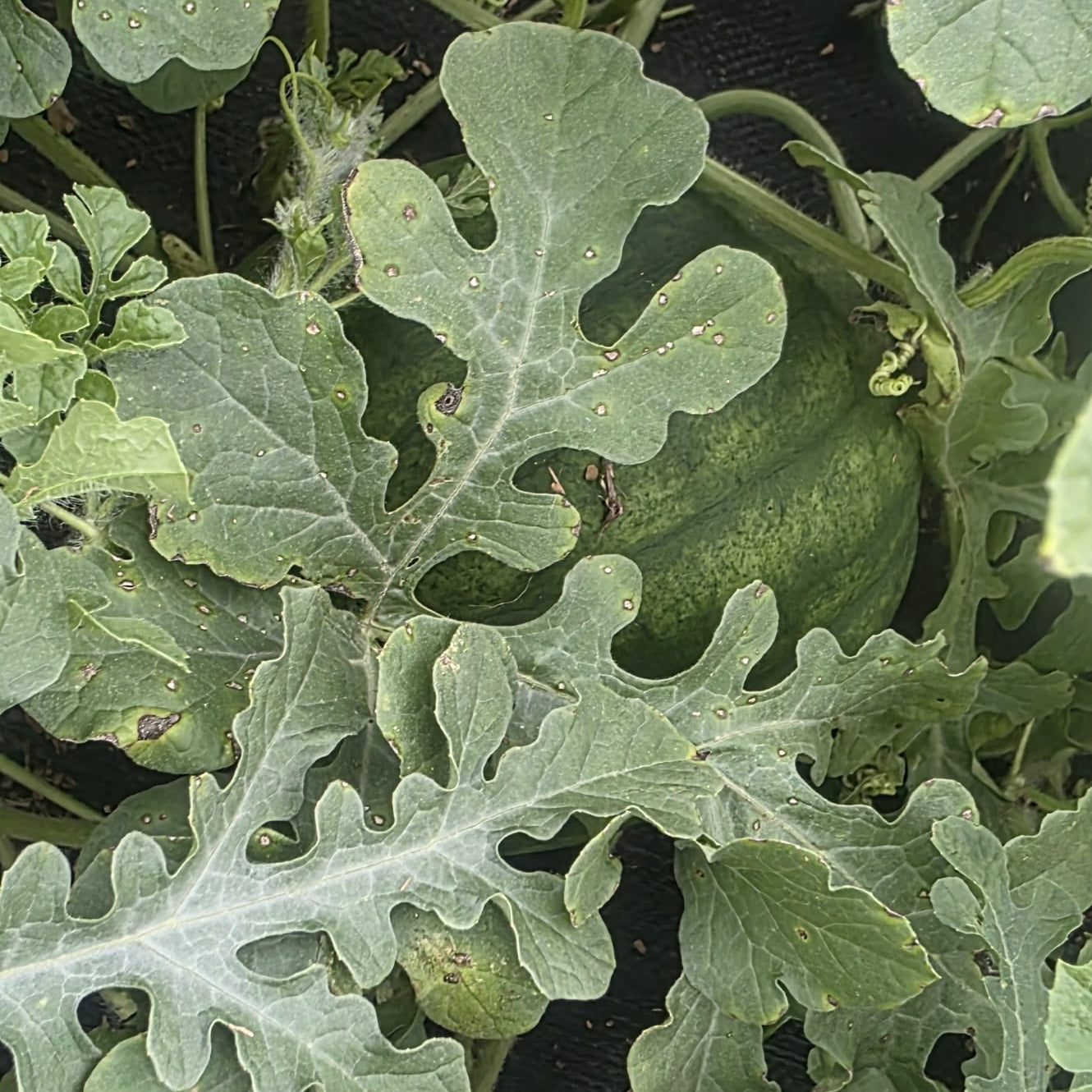 Watermelon - Cekirdegi Oyali