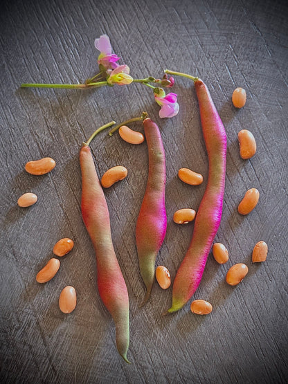 Bean - Tanya’s Pink Pod