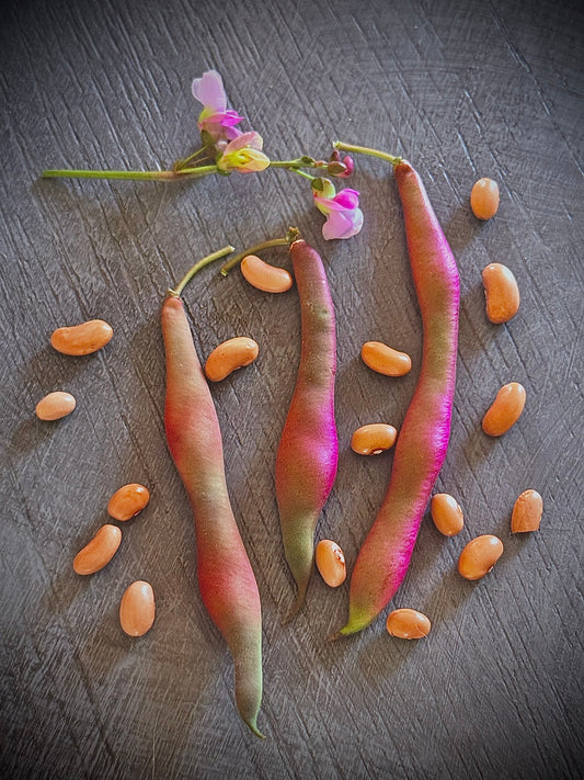 Bean - Tanya’s Pink Pod