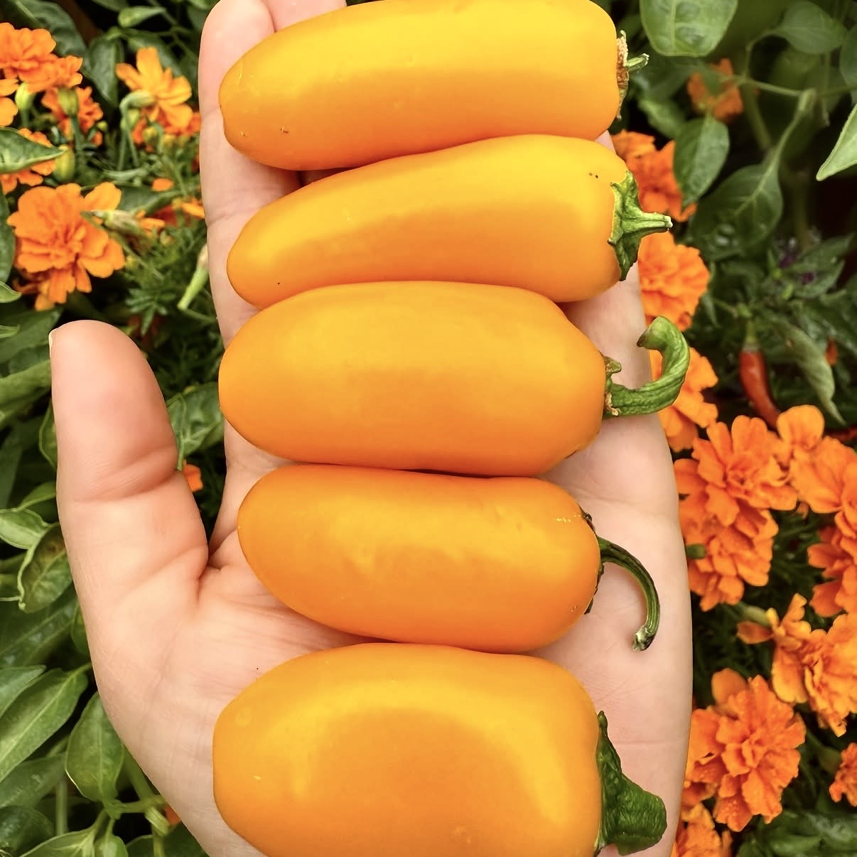 Pepper - Pumpkin Spice Jalapeño