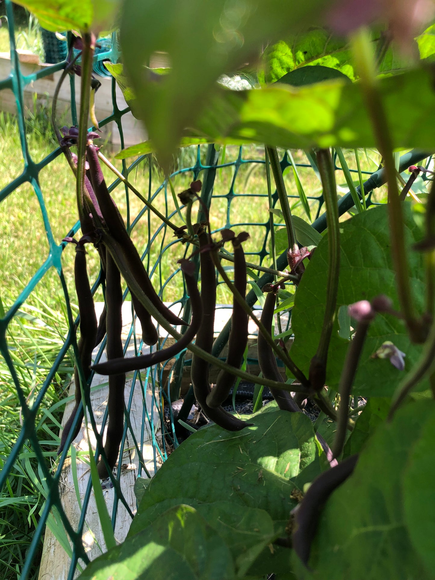 Bean Seeds - Purple Teepee