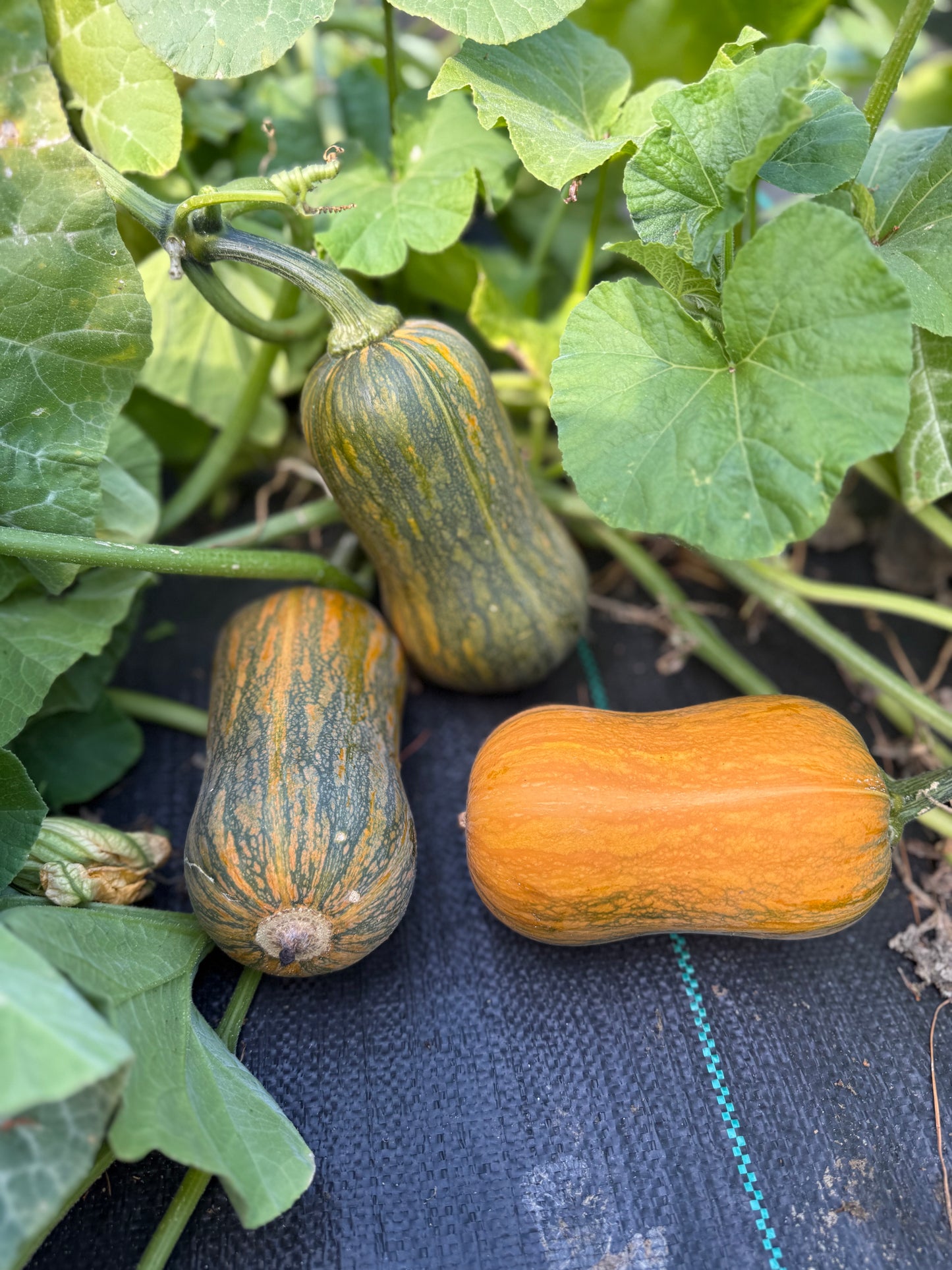 Squash - Honeynut