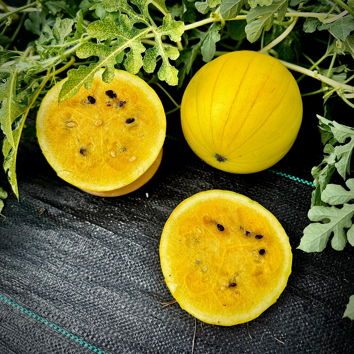 Watermelon - Lemon Drop – Beebe Seed Co