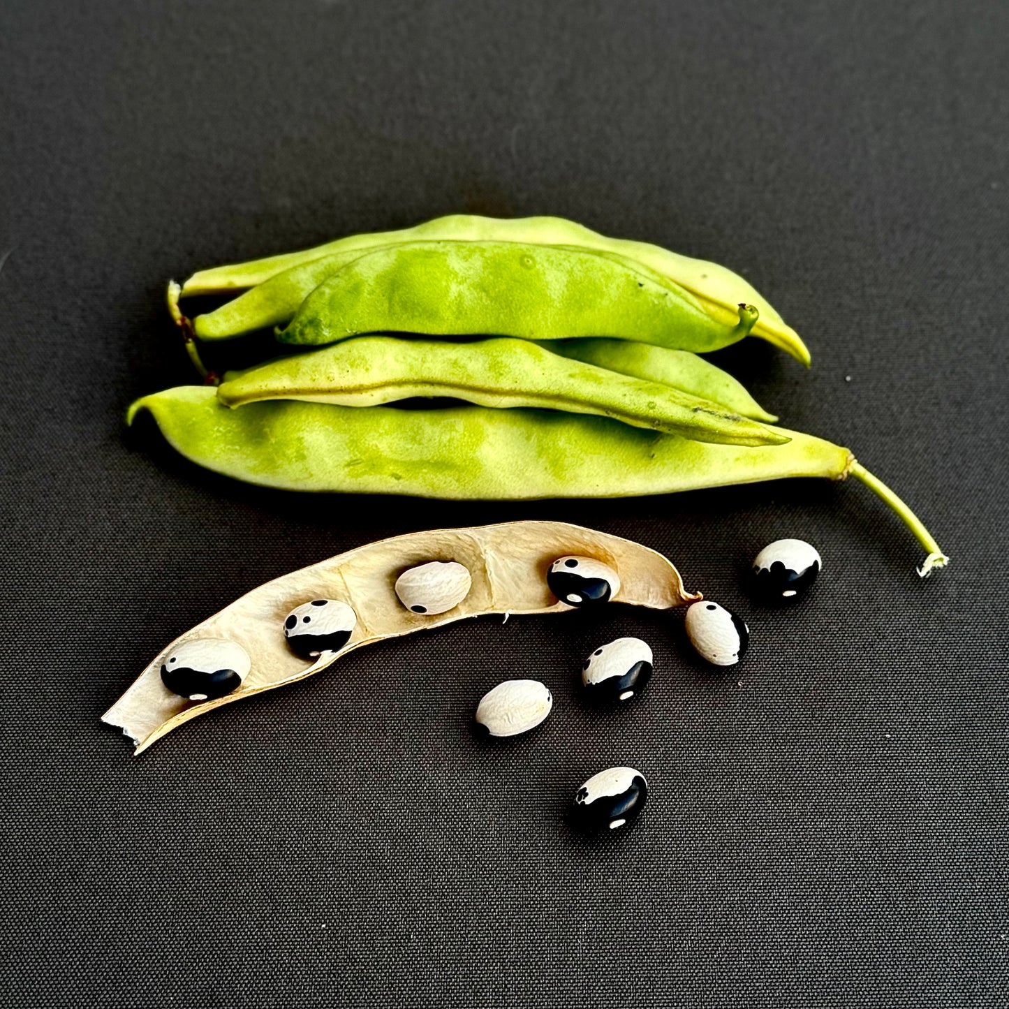 Bean - Calypso