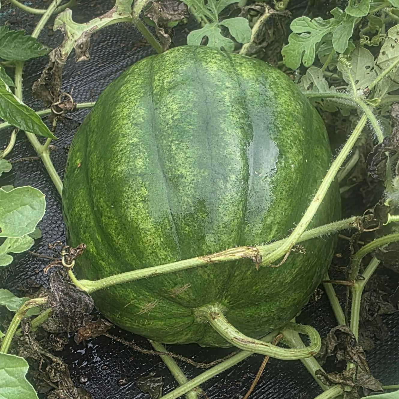 Watermelon - Cekirdegi Oyali