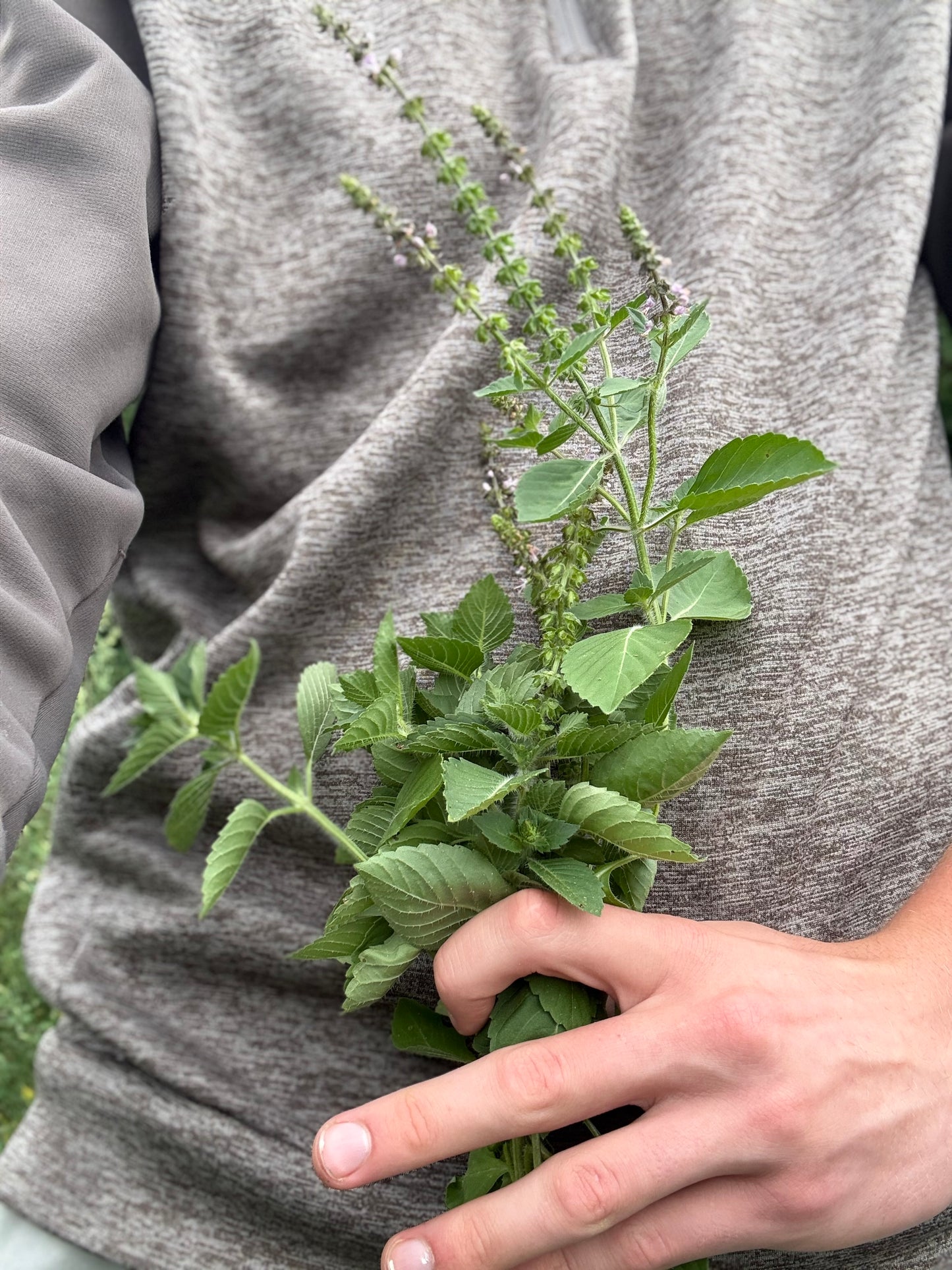 Basil - Blue Spice