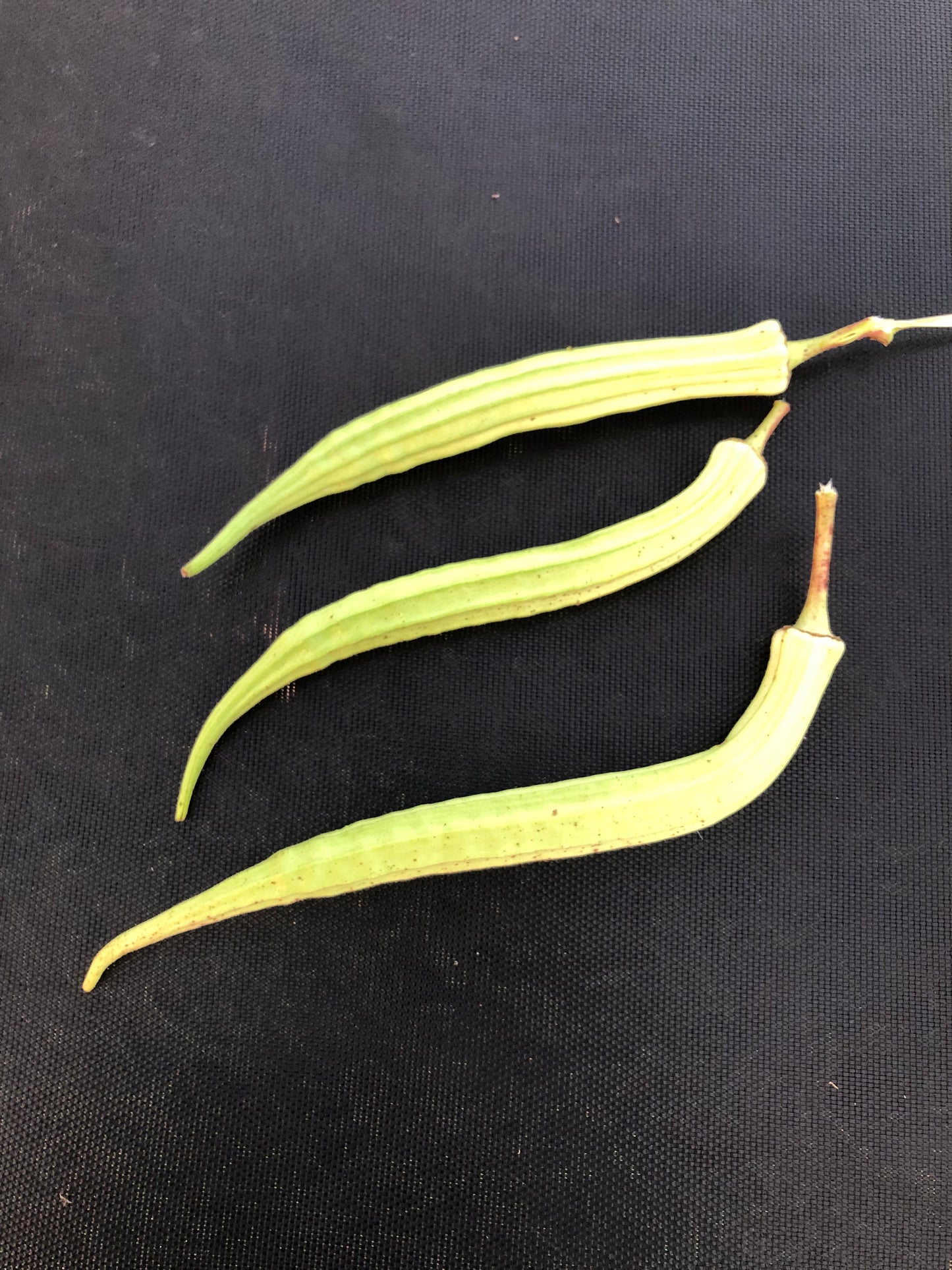 Okra - Louisiana 16 inch Long