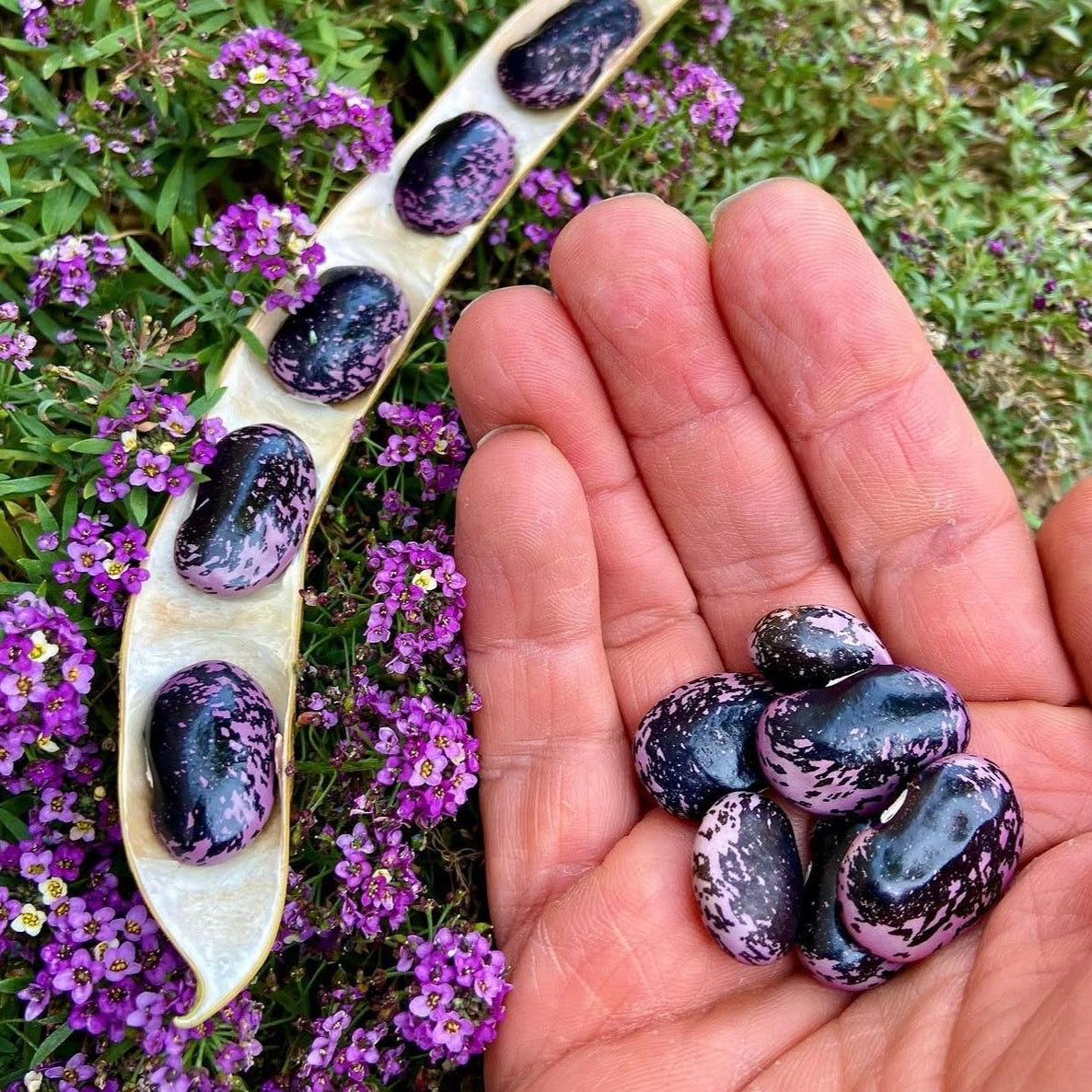 Bean - Scarlet Runner