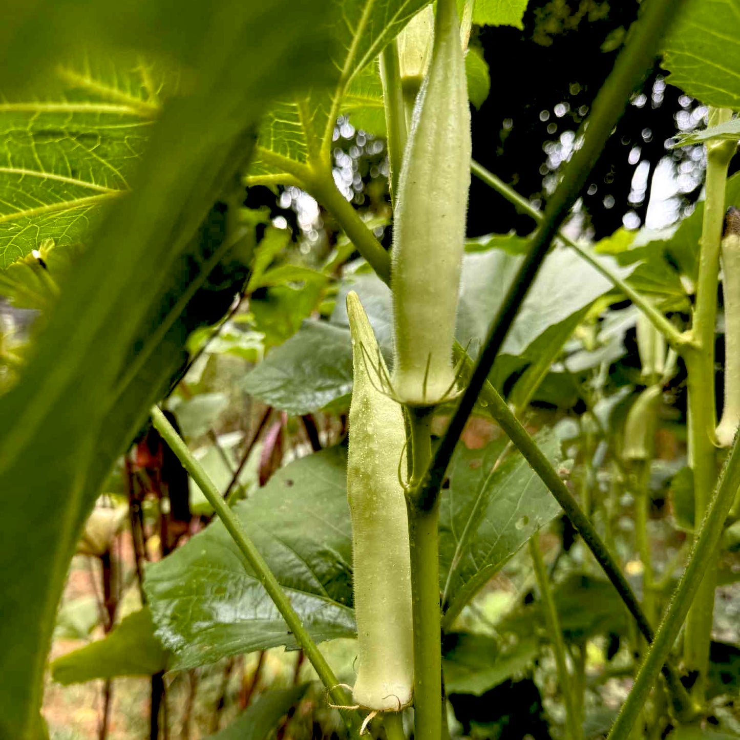 Okra - Burmese