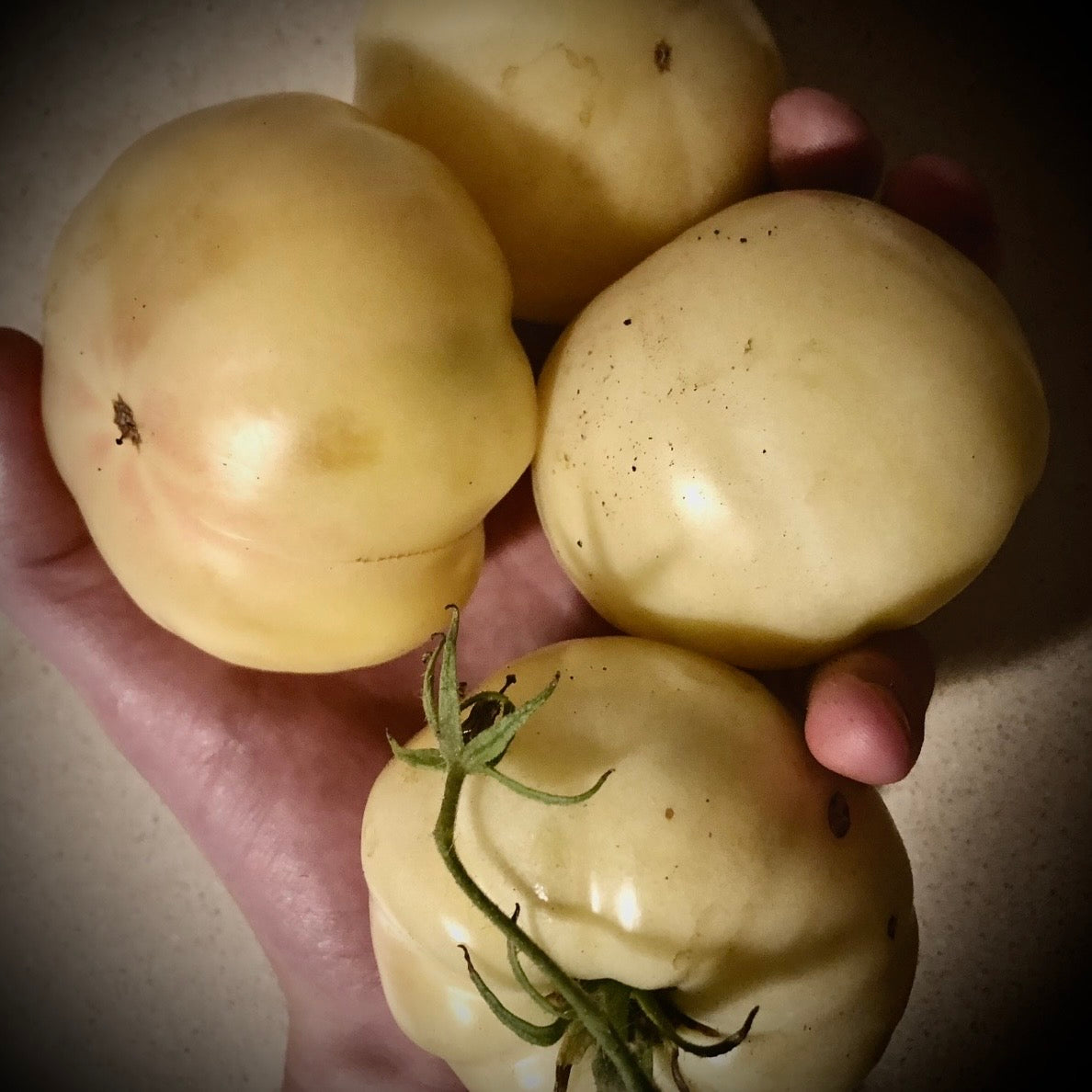 Tomato - White Tomesol