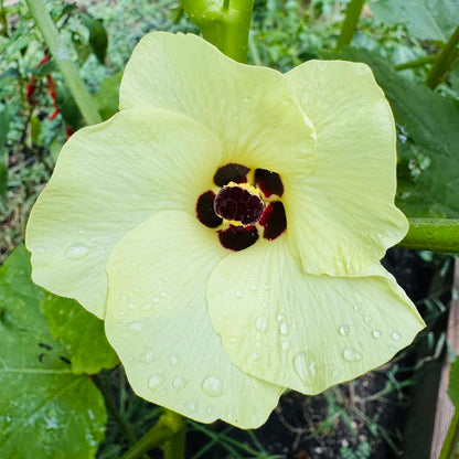Okra - Silver Queen