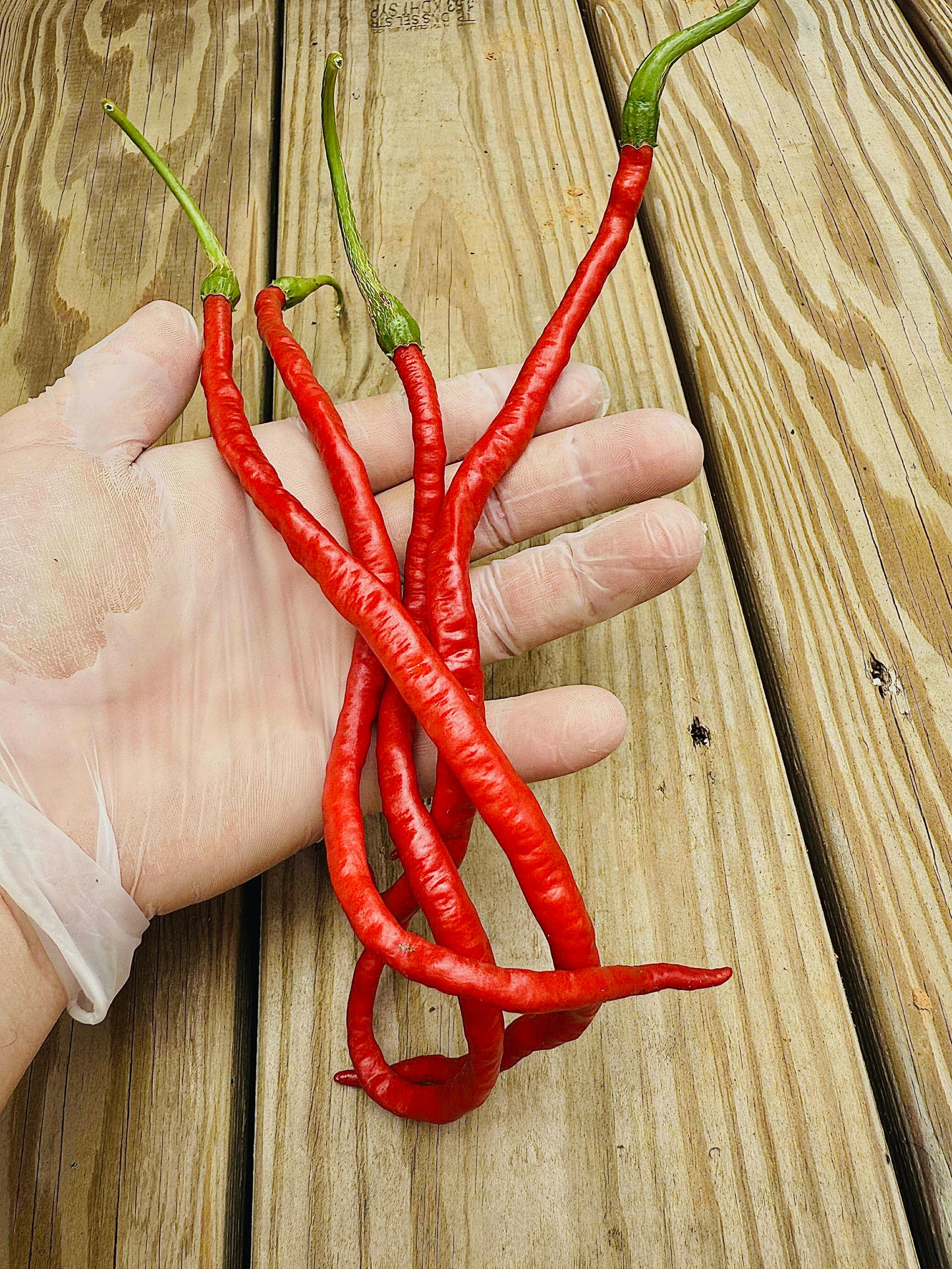 Thunder Mountain Longhorn - Pepper Seeds
