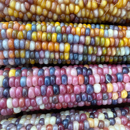 Corn - Glass Gem