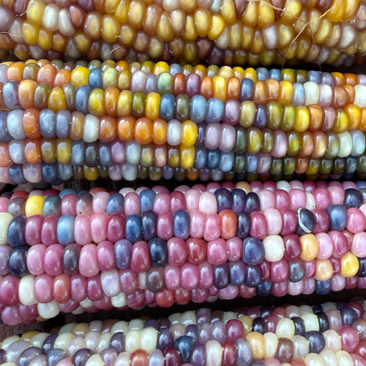 Corn - Glass Gem