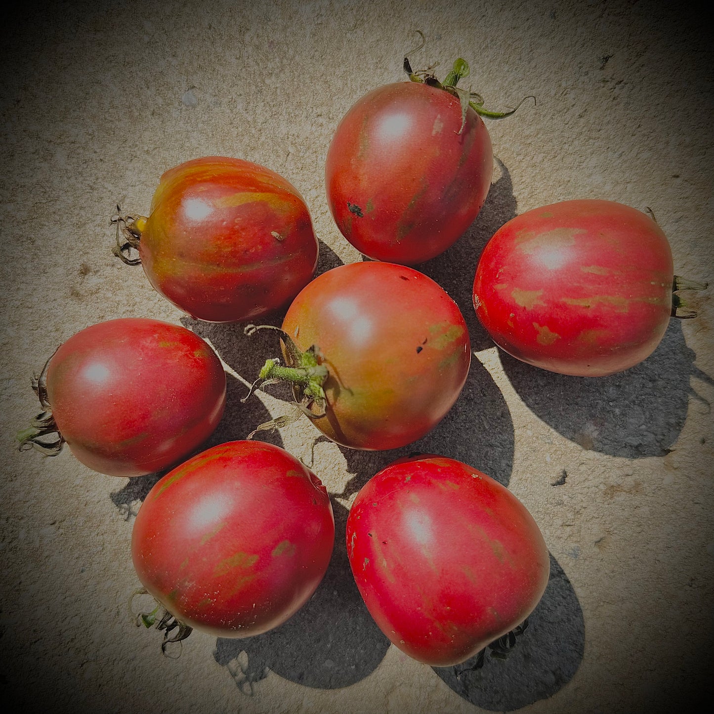 Violet Jasper -Non GMO- Heirloom Tomato Seeds (10+ Seeds)