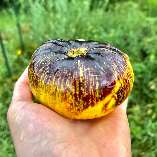 Tomato - Sun Queen