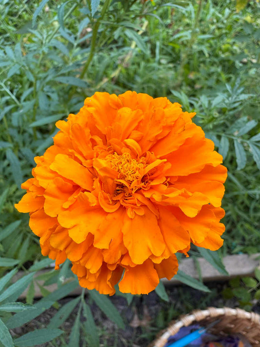 Marigold - Kee’s Orange