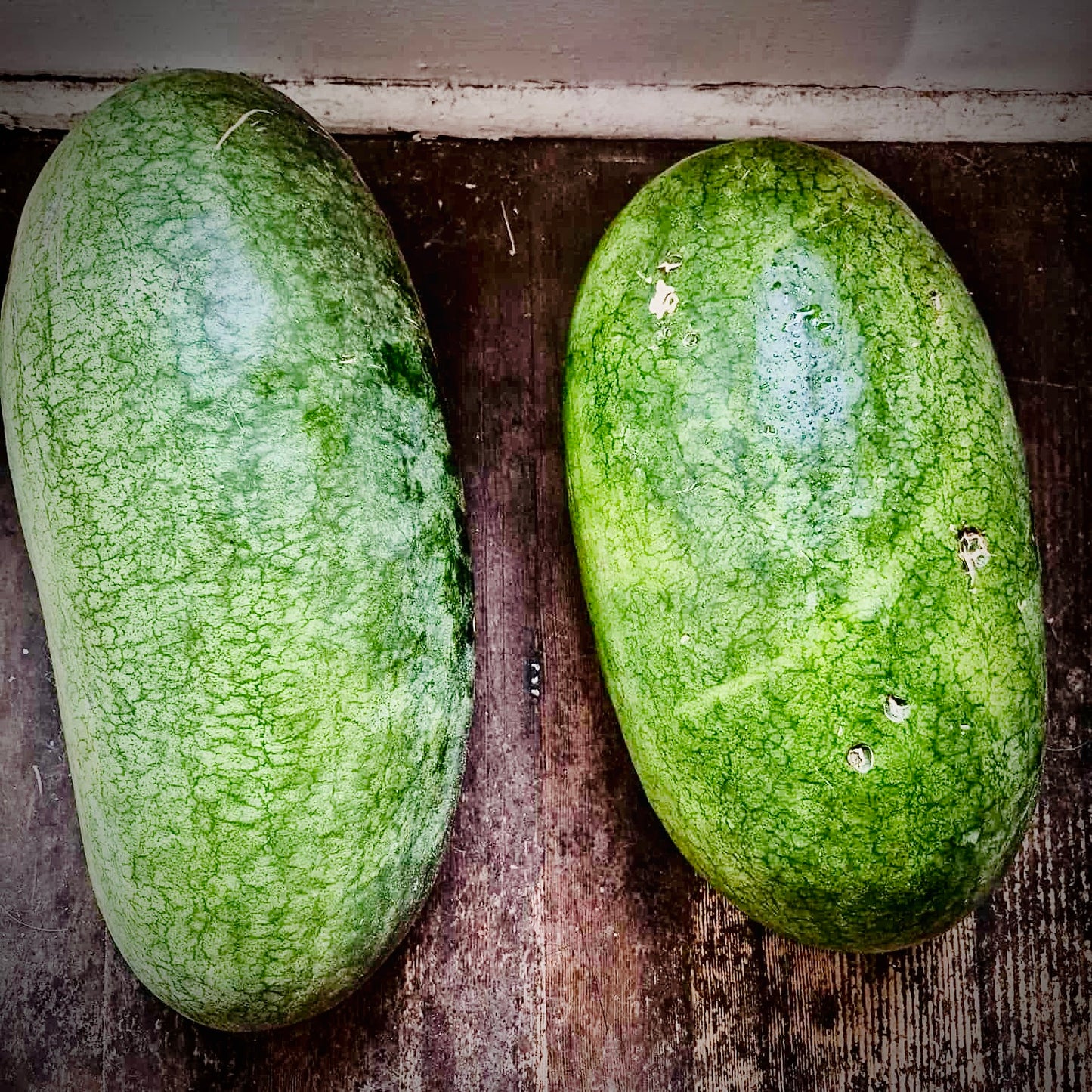 Watermelon-Art Combe’s Ancient