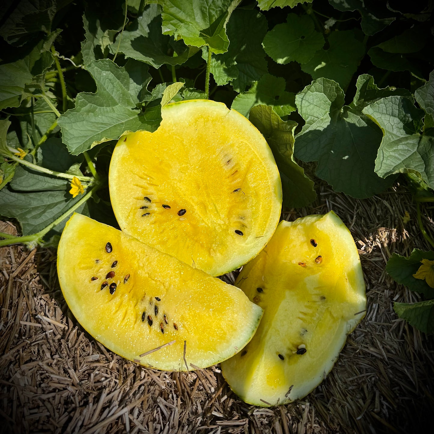 Watermelon - Lemon Drop