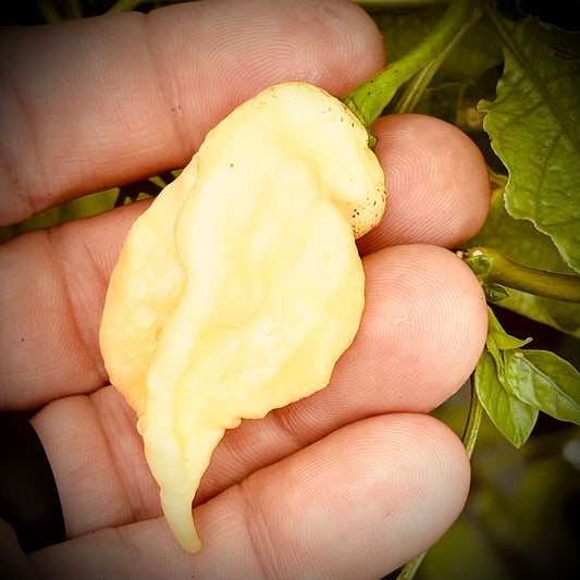 Pepper - White Knight