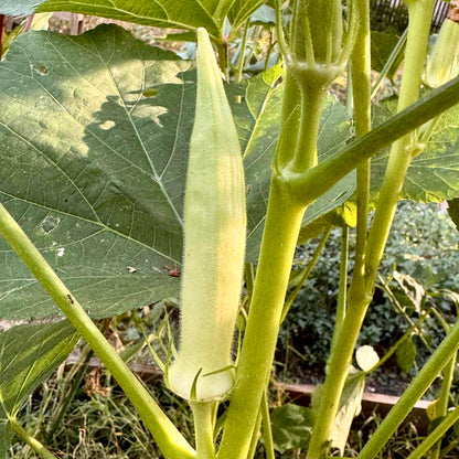 Okra - Silver Queen