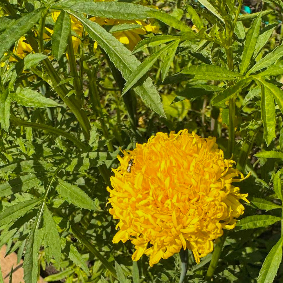 Marigold - Phyliss