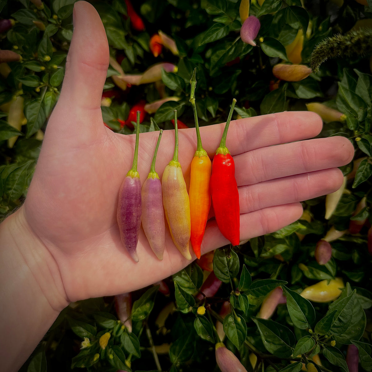 Pepper - Aji Omnicolor