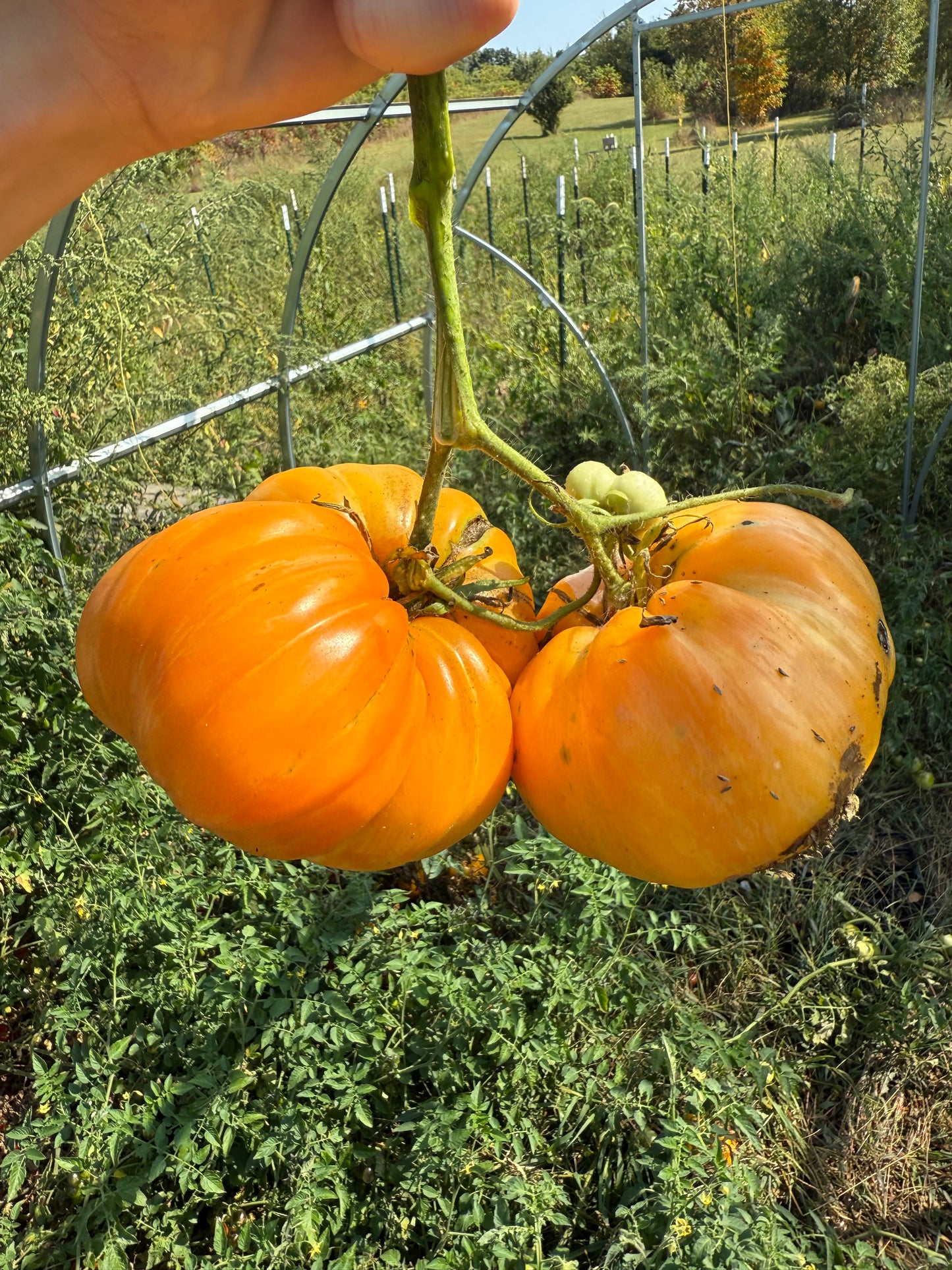 Tomato - Orange Jazz