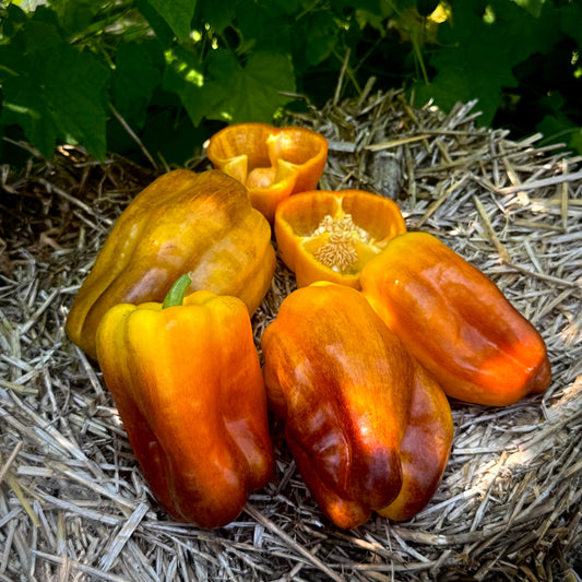 Pepper - Blot