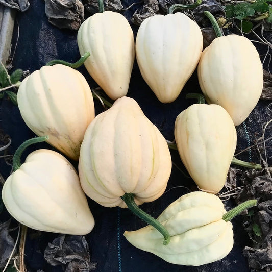 Squash - Thelma Sanders