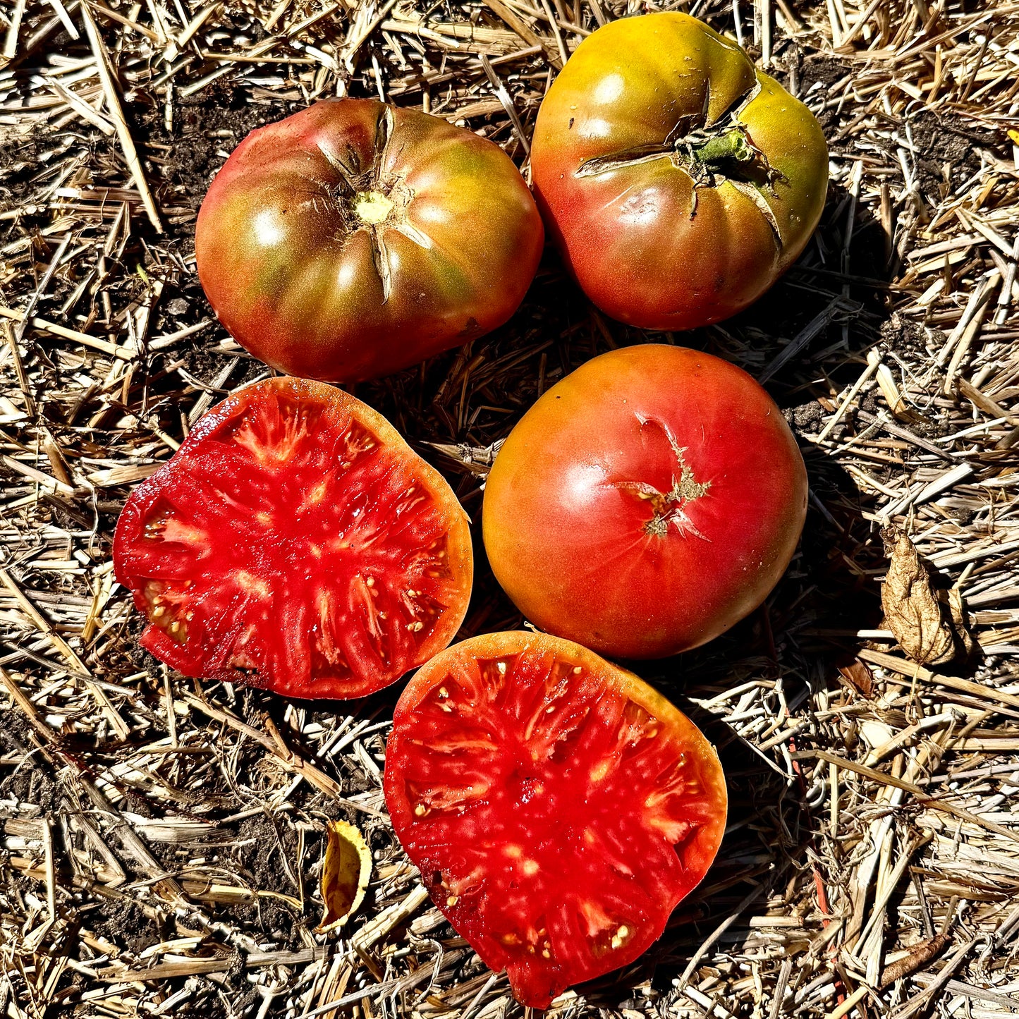 Tomato - Cherokee Purple