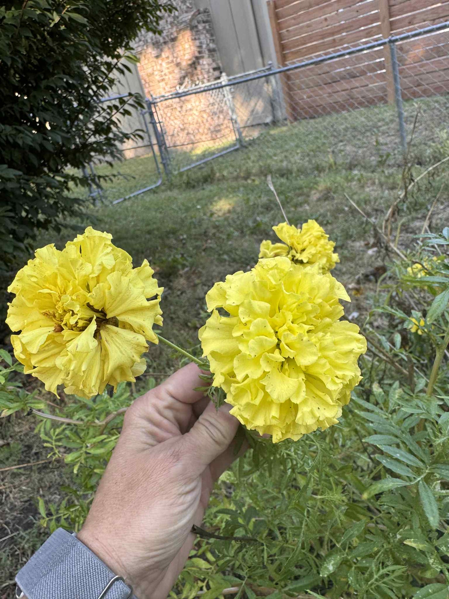 Marigold - Key Lime